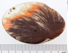 Foto von Quarz (Chalcedon, Achat) (NHMW-MIN-Ab5817)